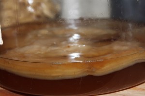 Kombucha Mother (SCOBY)