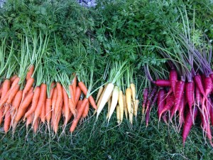 Heirloom Carrots